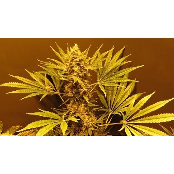 G13 Haze (Mr. Nice) regulär