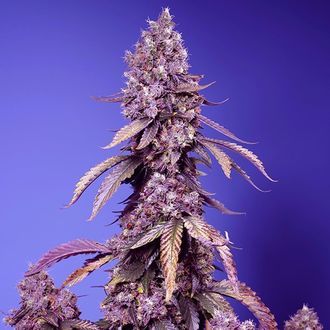 Black Muffin F1 Fast Version (Sweet Seeds) feminisiert Black Muffin F1 Fast Version (Sweet Seeds) feminisiert
