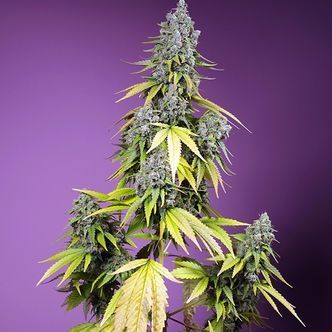Jet Fuel Mandarine XL Auto (Sweet Seeds) feminisiert