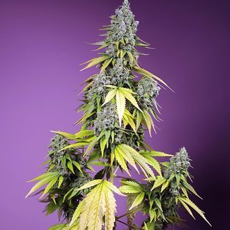 Jet Fuel Mandarine XL Auto (Sweet Seeds) feminisiert