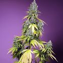 Jet Fuel Mandarine XL Auto (Sweet Seeds) feminisiert
