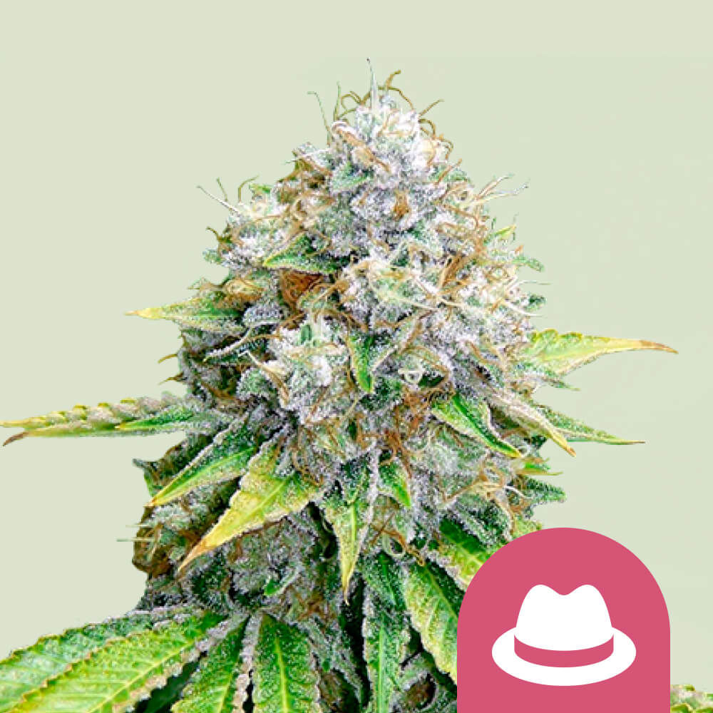 Master Kush Feminisiert (Royal Queen Seeds)