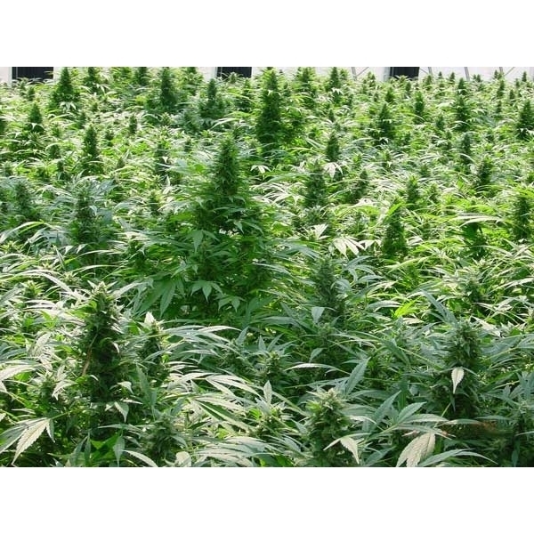 Dreamtime (Mr. Nice) regular