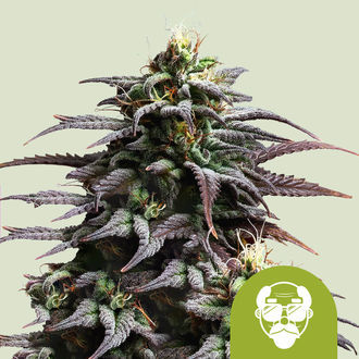 Granddaddy Purple Automatic (Royal Queen Seeds) feminisiert Granddaddy Purple Automatic (Royal Queen Seeds) feminisiert
