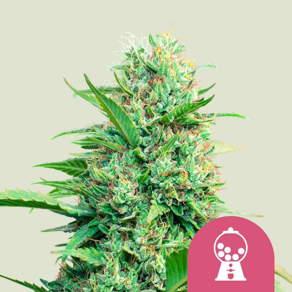 Pink Runtz Auto (Royal Queen Seeds)