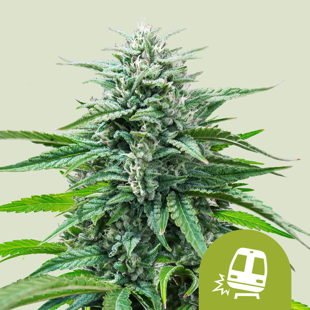 Super Skunk Auto (Royal Queen Seeds)
