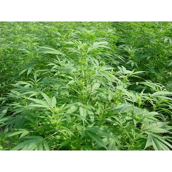 Walkabout (Mr. Nice) regular