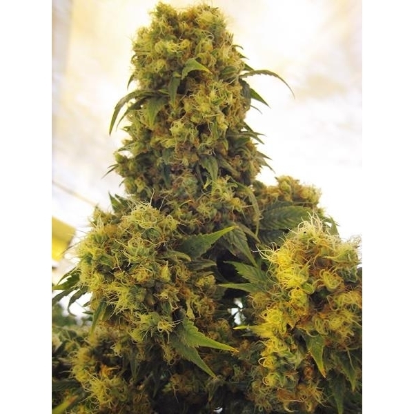 Critical Skunk (Mr. Nice) regulär