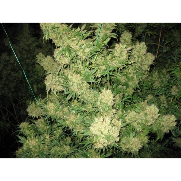 Critical Skunk (Mr. Nice) regulär