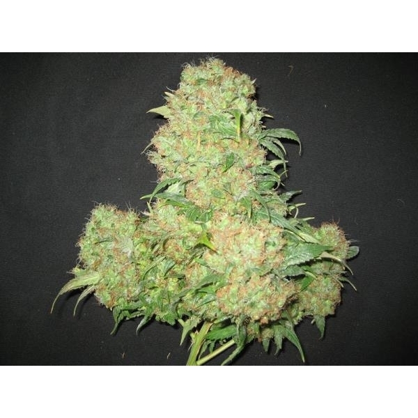 Critical Skunk (Mr. Nice) regulär