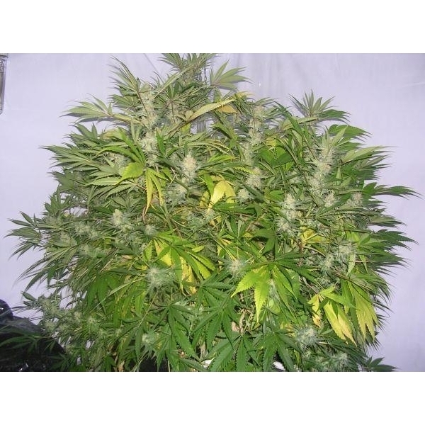 Critical Skunk (Mr. Nice) regulär