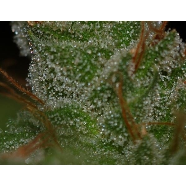 G13 x Skunk (Mr. Nice) regulär