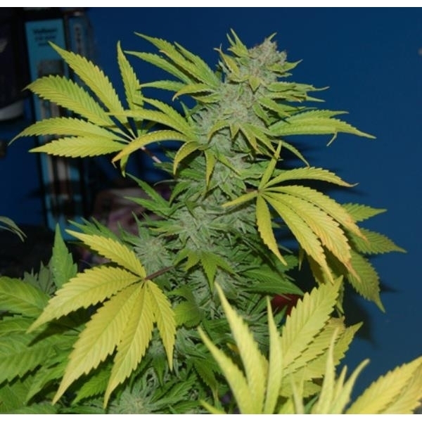 G13 x Skunk (Mr. Nice) regulär