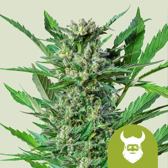 Royal Dwarf Automatic (Royal Queen Seeds) feminisiert