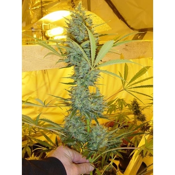 Critical Haze (Mr. Nice) regulär