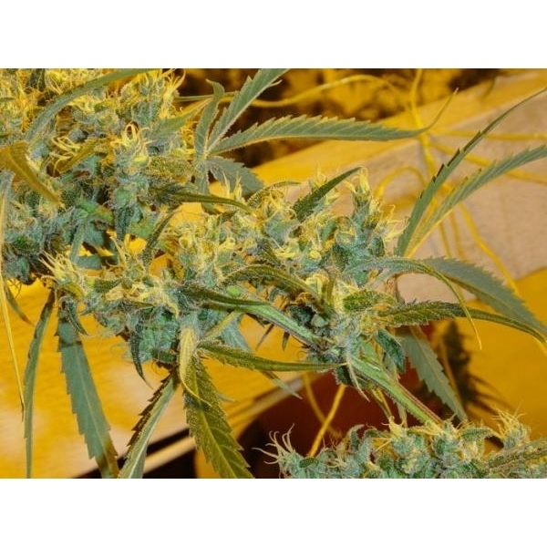 Critical Haze (Mr. Nice) regulär