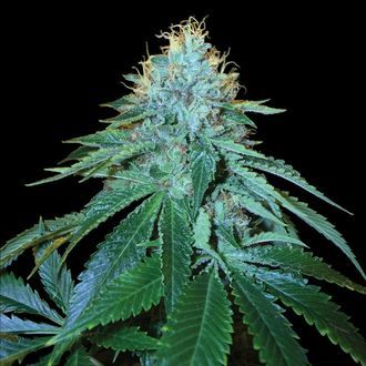 The OG 18 (DNA Genetics) feminisiert The OG 18 (DNA Genetics) feminisiert