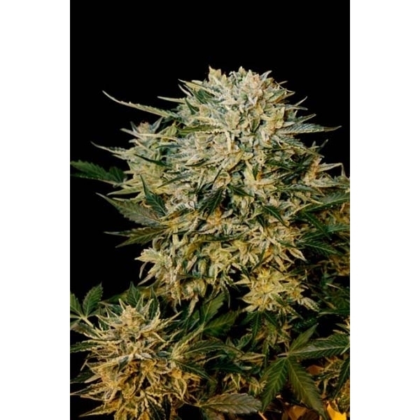 Sugar Gom (Grass-O-Matic) feminisiert