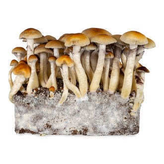 Thai Flüssigkulturspritze (Acid Shroomz)