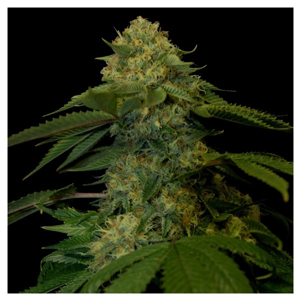 Holy Grail Kush (DNA Genetics) feminisiert