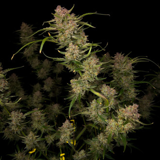 Guava Auto (FastBuds) feminisiert