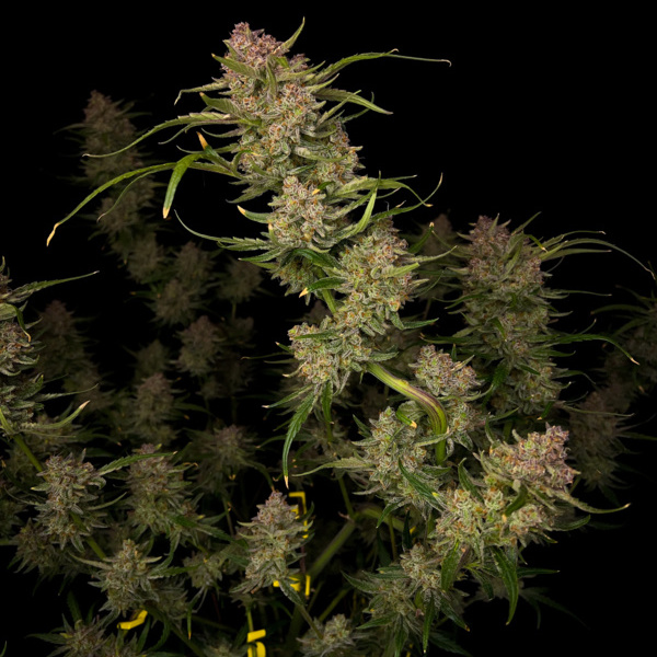 Guava Auto (FastBuds) feminisiert