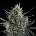 Pound Cake Auto (FastBuds) feminisiert