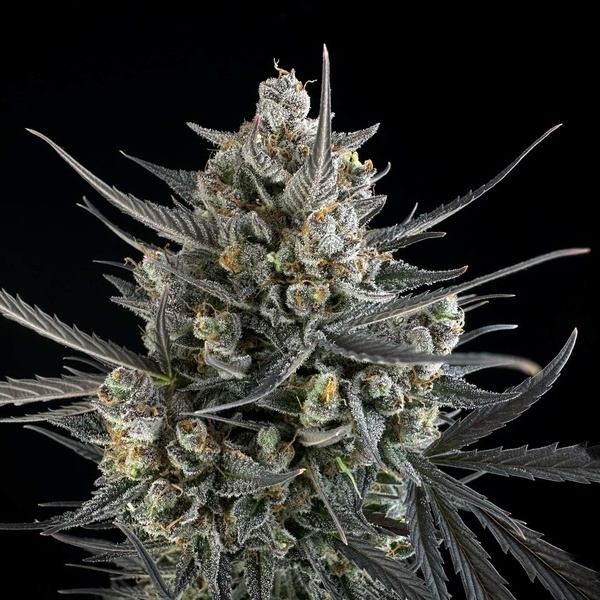 Pound Cake Auto (FastBuds) feminisiert