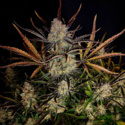 Apple Strudel Auto (FastBuds) feminisiert