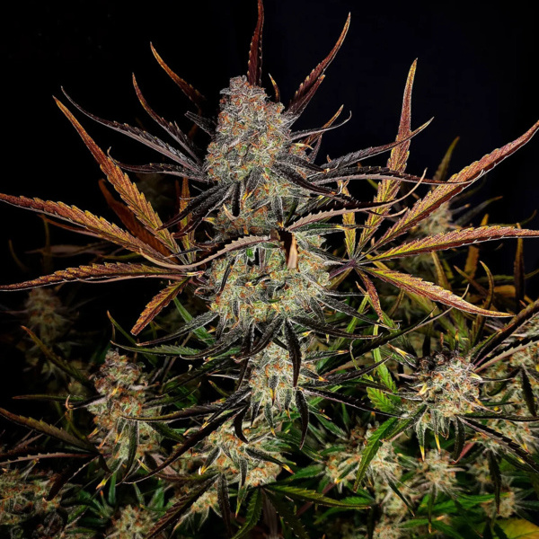 Apple Strudel Auto (FastBuds) feminisiert