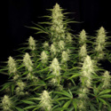 Papaya Cookies Auto (FastBuds) feminisiert
