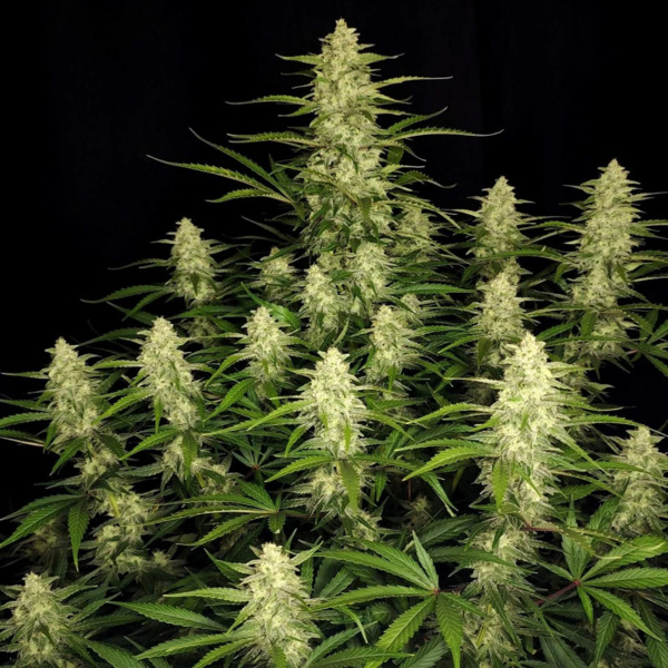 Papaya Cookies Auto (FastBuds) feminisiert
