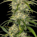 Sour Jealousy Auto (FastBuds) feminisiert