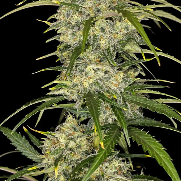 Sour Jealousy Auto (FastBuds) feminisiert