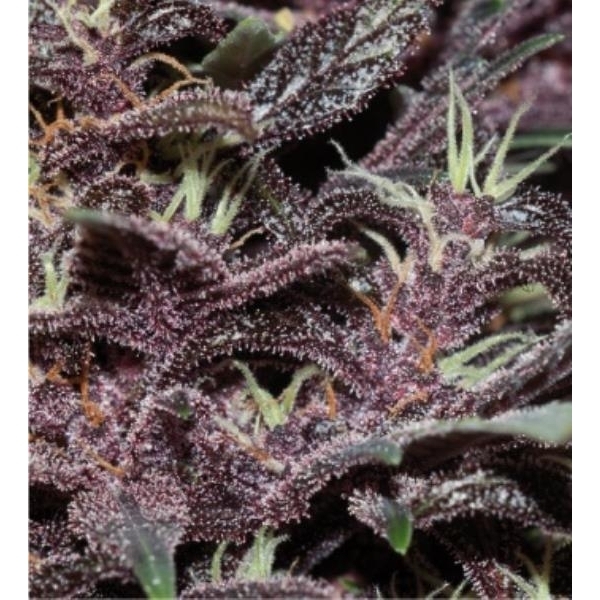 Purple Kush Auto (Buddha Seeds) feminisiert