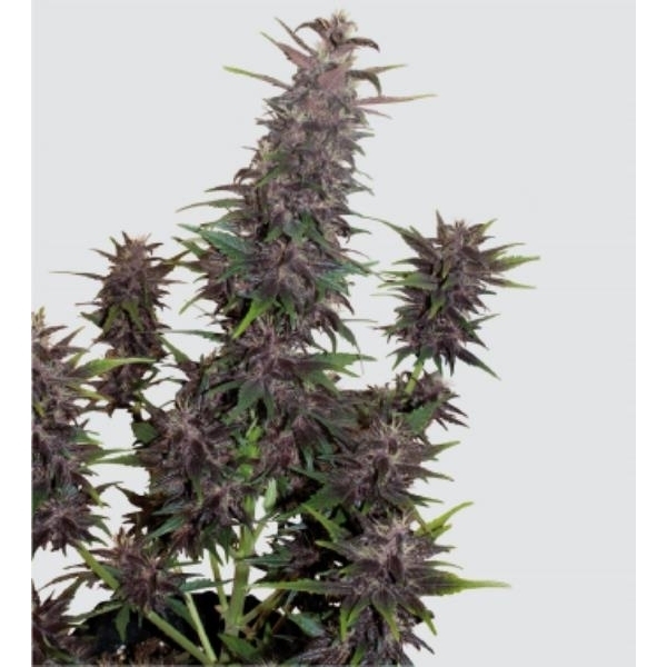Purple Kush Auto (Buddha Seeds) feminisiert