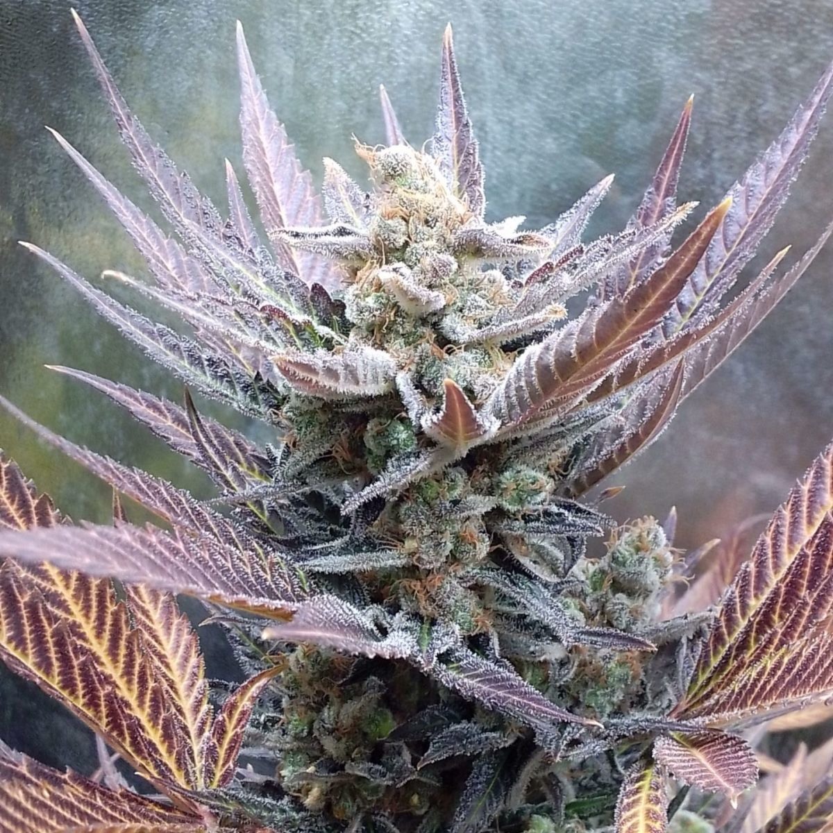 Cherry Cooks Feminisiert (Cookies)