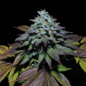 Gorilla Cookies (Pure Instinto) feminisiert Gorilla Cookies (Pure Instinto) feminisiert