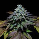 Gorilla Cookies (Pure Instinto) feminisiert