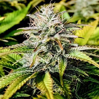 Grateful End OG (Pure Instinto) feminisiert