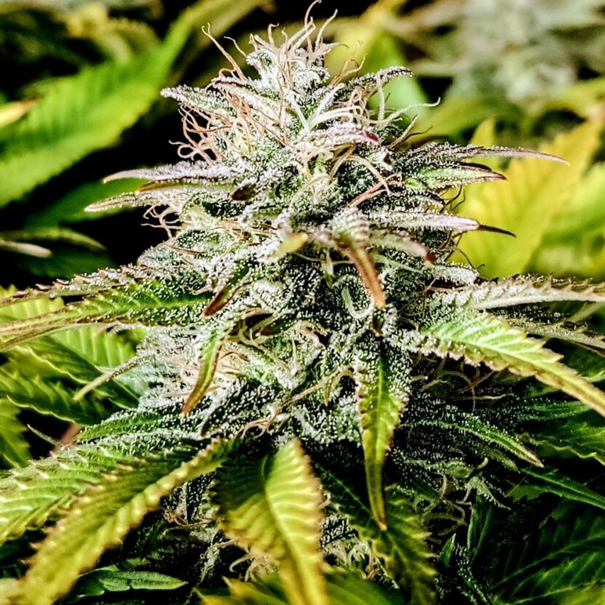 The White OG Feminisiert (Seedsman)