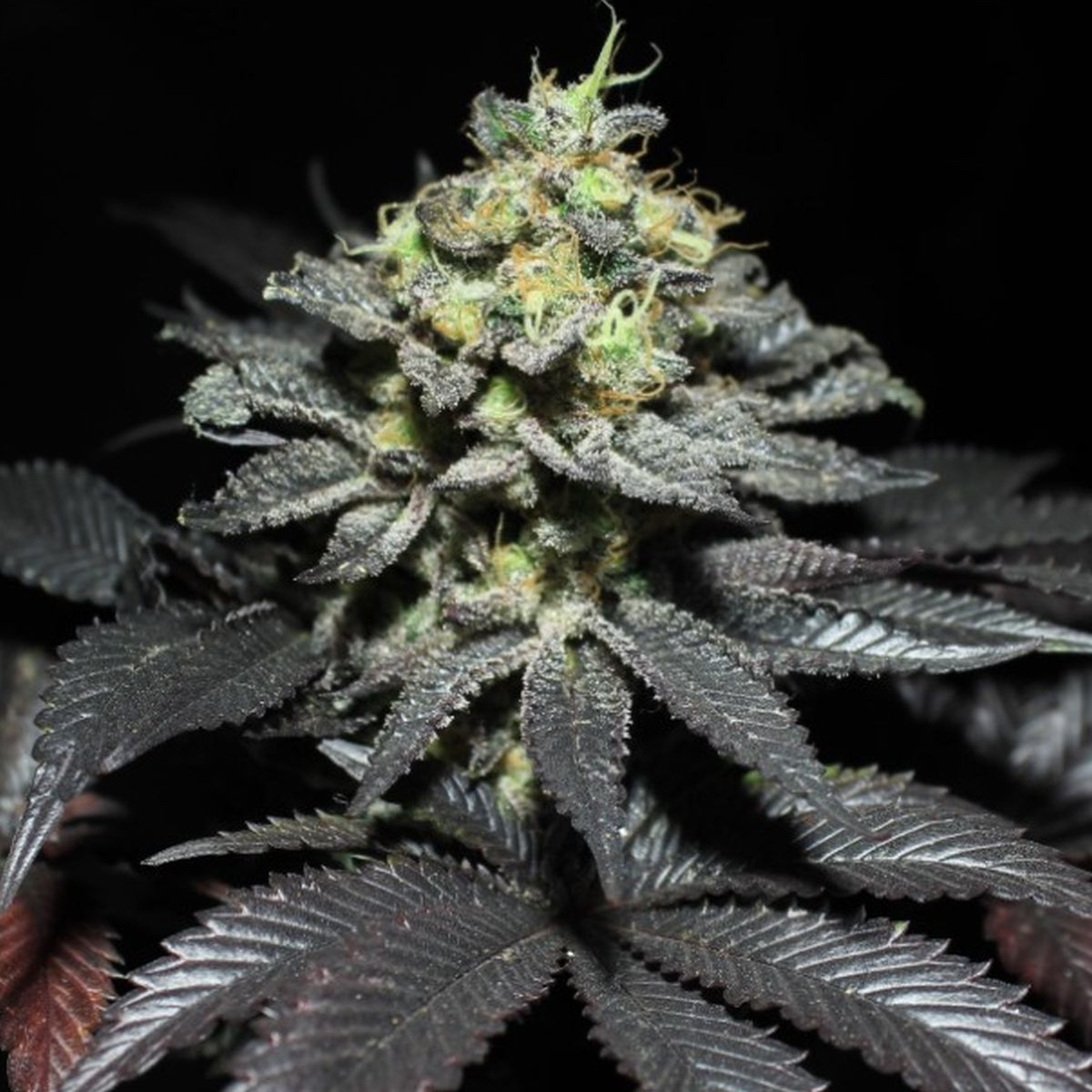 Peanut Butter Cookies (Pure Instinto) feminisiert