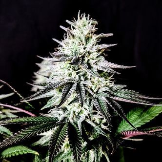 Pure Ice-Cream (Pure Instinto) feminisiert