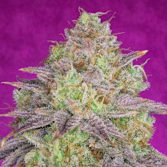 Shiskaberry (Pure Instinto) feminisiert