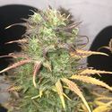 Girl Scout Kush Auto (Pure Instinto) feminisiert