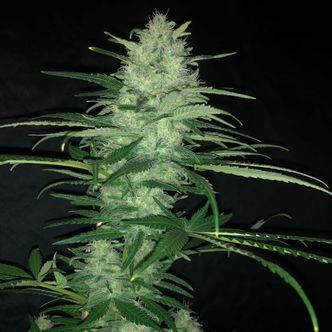 Purple Punch Auto (Pure Instinto) feminisiert