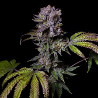 Aca-Dos Delight (Pure Instinto) feminisiert