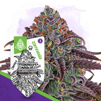 Permanent Marker (Zamnesia Seeds) feminisiert