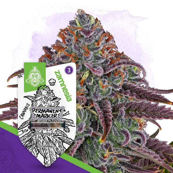 Permanent Marker (Zamnesia Seeds) feminisiert