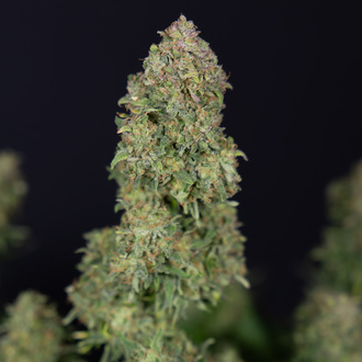 Ghost Train Haze Automatic (Zamnesia Seeds) feminisiert
